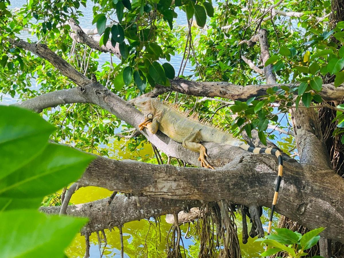 Anse Marcel Escale Caraibes 아파트 외부 사진